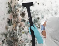 Why You Should Choose Our Mold Remediation Services in Jackpot, NV